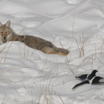 In Flight of the Magpie