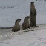 Curious Otter