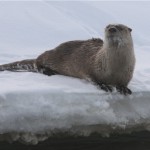 Pondering a Swim