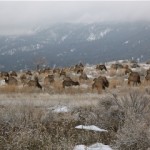 Elk Herd