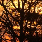 Oak Silhouette