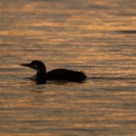 Winter Plumage
