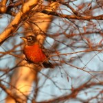 In Search of Berry Shrubs