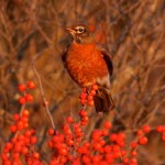 Red on Red