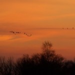 Sound Migration