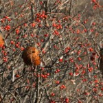Feeding off the Last Berries