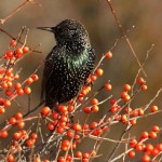 Freckled Plumage