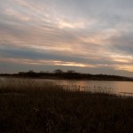 Winter Reeds