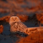 Bird on a Beach