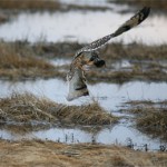 Vole Catch