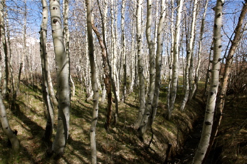 Cloned Roots