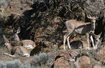 Female Deer Group