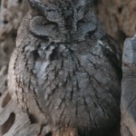 Little Roost