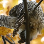Ball of a Barred Owl