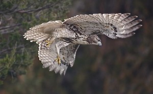 Red Tail Hawk