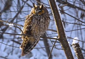 Long Ear Owl