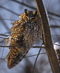 Long Ear Owl