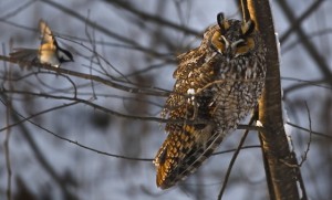 Long Ear Owl with Chicadee