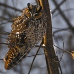 Chic and an Owl