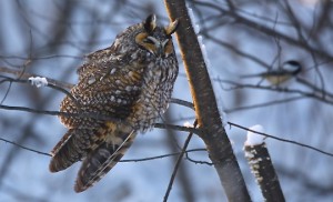Long Ear Owl 
