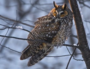 Long Ear Owl