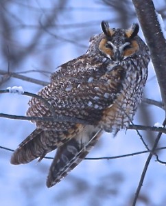 Long Ear Owl