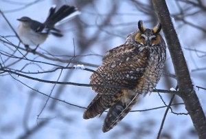 Long Ear Owl