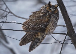 Long Ear Owl