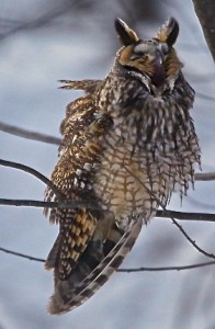 Long Ear Owl