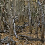 Forest of Middle Earth