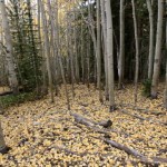 Fall Change