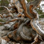 Elements of Ruggedness