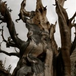 Halloween Tree