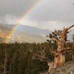 Rainbow Delight