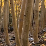 Rooted Forest