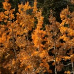 Juxaposed Color