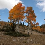 Array of Color