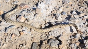 Gopher Snake
