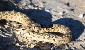 Gopher Snake