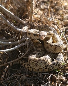 Gopher Snake