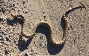 Gopher Snake