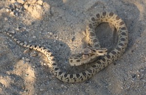 Gopher Snake