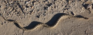 Gopher Snake