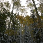 Depth of Forest