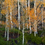 Aspens Glow Orange