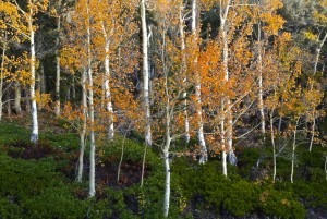 Great Basin N.P.