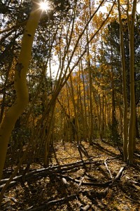Great Basin N.P.