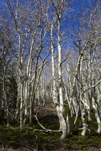 Great Basin N.P.