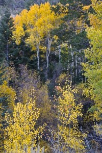 Great Basin N.P.