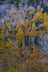 Great Basin N.P.